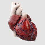 Cover image for research topic "Advancing Our Understanding of the Cardiac Conduction System to Prevent Arrhythmias"