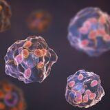 Cover image for research topic "Sentinels of the Immune System: Tissue-Resident Macrophages in the Battle Against Infection and Autoimmunity"