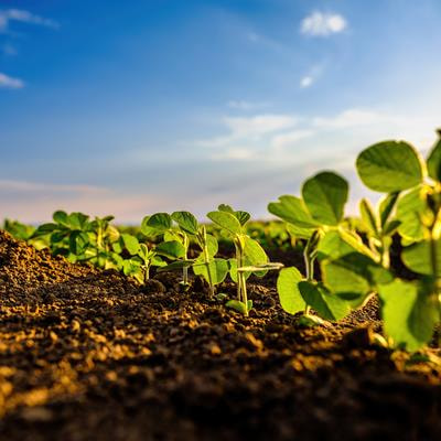 Cover image for research topic "Plant-Based Solutions for Sustainable Agriculture and Environmental Remediation"