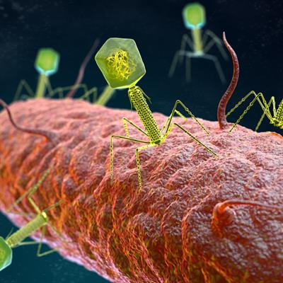 Cover image for research topic "Advances in Bacteriophage Research & Development with Therapeutic Applications"