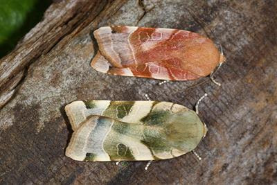 Cover image for research topic "Genomics of Adaptation and Speciation"