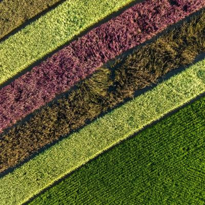 Cover image for research topic "Multi-omics and Computational Biology in Horticultural Plants: From Genotype to Phenotype, volume III"