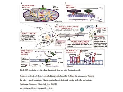 Cover image for research topic "Hereditary Spastic Paraplegias: Current Knowledge and Future Perspective"