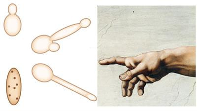 Cover image for research topic "Fungal Pathogenesis and Drug Resistance"