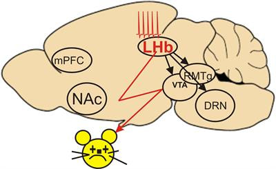 Cover image for research topic "Lateral Habenula: Role in Depression and Addiction"