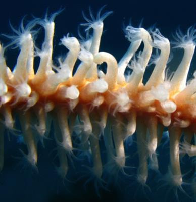 Cover image for research topic "EU Project TASCMAR - A Springboard for Accelerating the Valorisation of Mesophotic Coral Ecosystems"