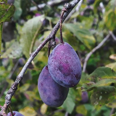 Cover image for research topic "Natural Bioactive Compounds in Food Preservation and Safety"