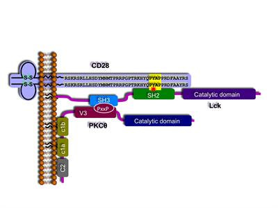 Cover image for research topic "Regulation of immune system cell functions by protein kinase C"