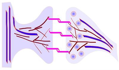 Cover image for research topic "From Structure to Function - The Interplay between Cell Adhesion Molecules and the Cytoskeleton"
