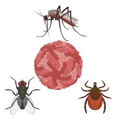 Cover image for research topic "Host-pathogen interactions during arboviral infections"