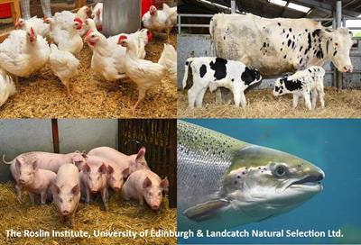 Cover image for research topic "Animal Genetics and Diseases: Advances in Farming and Livestock Systems"