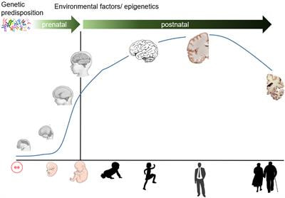 Cover image for research topic "Neurodevelopmental Processes in Health and Disease: Bridging Basic and Clinical Research"