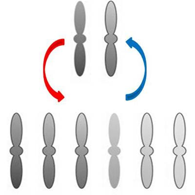 Cover image for research topic "Genetics and Genomics of Polyploid Plants"