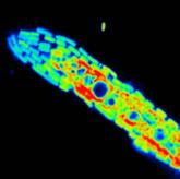 Cover image for research topic "A NanoSIMS View on the Ecophysiology & Metabolic Networks of Single Microbes in Terrestrial, Marine and Synthetic Environments"