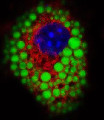 Cover image for research topic "The Role of Hypoxia in the Regulation of Metabolism"