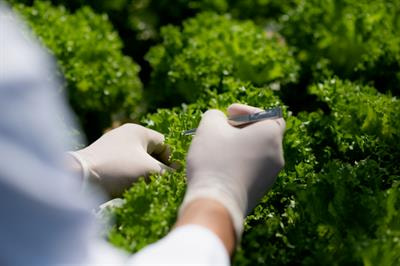 Cover image for research topic "Evolution, Accumulation and Metabolic Engineering of Plant Secondary Metabolites"