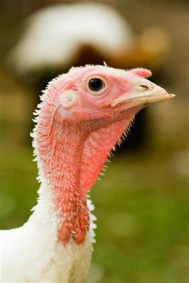Cover image for research topic "The Welfare of Domestic Turkeys"