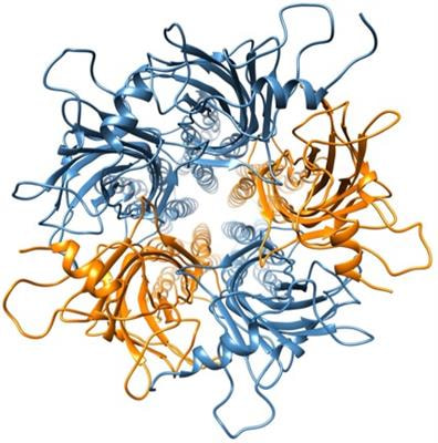 Cover image for research topic "Biological and Therapeutic Roles of Glycine Receptors"