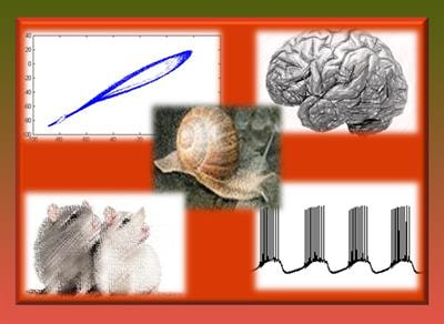 Cover image for research topic "Nonlinearity in Living Systems: Theoretical and Practical Perspectives on Metrics of Physiological Signal Complexity"