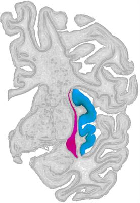 Cover image for research topic "Structure and Function of the Insula-Claustrum Region"