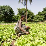 Cover image for research topic "Gender Intentional Crop Breeding: From Integration To Institutional Innovation"