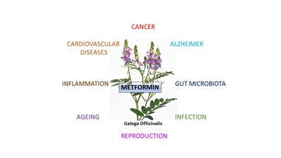 Cover image for research topic "Metformin: Beyond Diabetes"