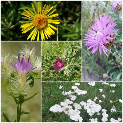 Cover image for research topic "Bioactive Phytochemicals in Asteraceae: Structure, Function and Biological Activity"