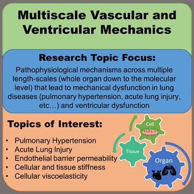 Cover image for research topic "Multiscale Vascular and Ventricular Mechanics Associated with Pulmonary Vascular Disease and Lung Dysfunction"