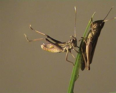 Cover image for research topic "Multimodal Mating Signals: Evolution, Genetics and Physiological Background "