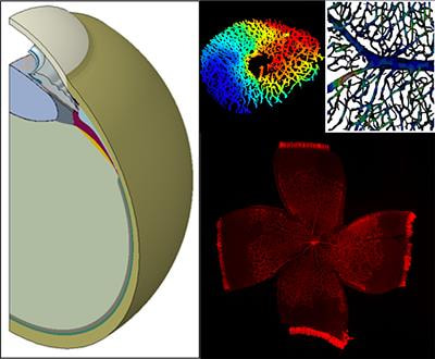 Cover image for research topic "Ocular Biomechanics of Normal Aging and Disease"