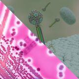 Cover image for research topic "Structural Studies of Bacteria and Viruses"