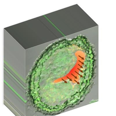 Cover image for research topic "Mechanobiology: Emerging Tools and Methods"