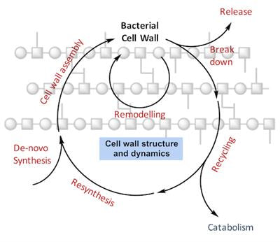 Cover image for research topic "Bacterial Cell Wall Structure and Dynamics"