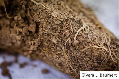 Cover image for research topic "Rhizosphere Functioning and Structural Development as Complex Interplay between Plants, Microorganisms and Soil Minerals"