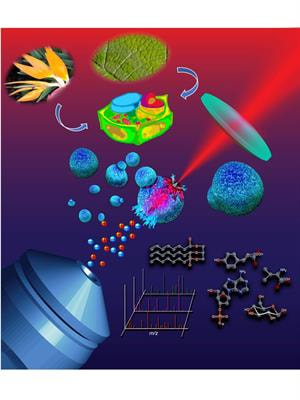 Cover image for research topic "Single Plant Cell Metabolomics"