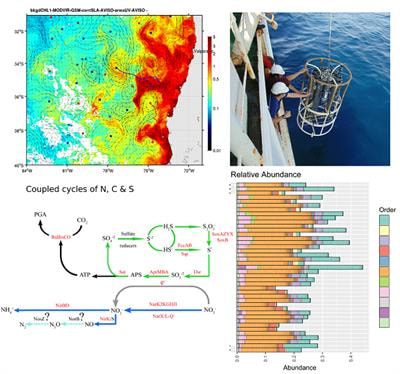 Cover image for research topic "Marine Microbiome and Biogeochemical Cycles in Marine Productive Areas"