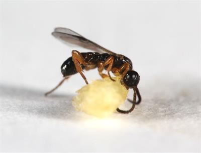 Cover image for research topic "Parasitoids’ Ecology and Evolution "