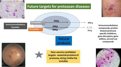 Cover image for research topic "Innovative Therapeutic and Immunomodulatory Strategies for Protozoan Infections "