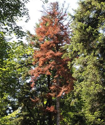 Cover image for research topic "Forest Health Under Climate Change: Effects on Tree Resilience, and Pest and Pathogen Dynamics"