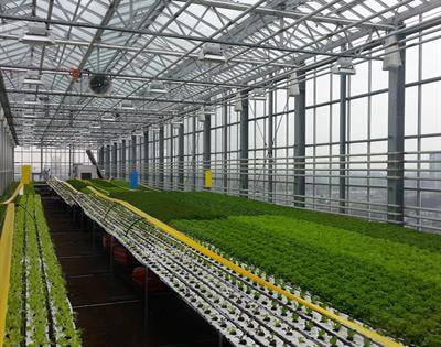 Cover image for research topic "Innovative Growing Solutions for Plant Cultivation in the Urban Environment"