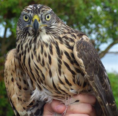 Cover image for research topic "Wildlife Welfare"