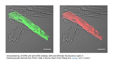 Cover image for research topic "Optogenetics: An Emerging Approach in Cardiac Electrophysiology"