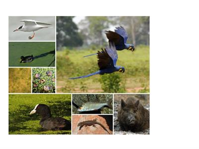 Cover image for research topic "Animal-Mediated Dispersal in Understudied Systems"