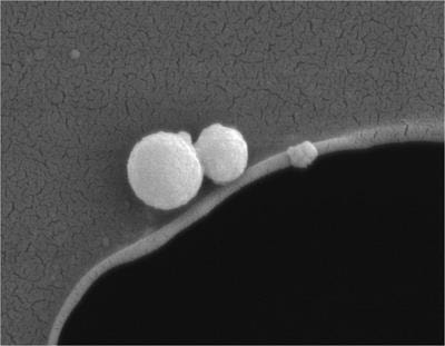 Cover image for research topic "Bioproduction of Metallic Nanoparticles and Their Technological Applications"