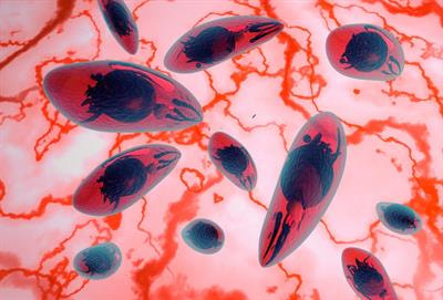 Cover image for research topic "Toxoplasma gondii in Psychiatric Disease: Manifestations and Mechanisms"