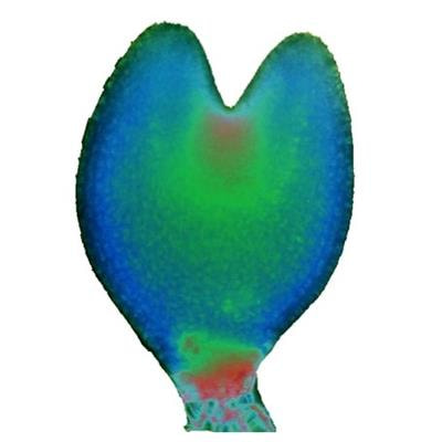 Cover image for research topic "Somatic Embryogenesis: 60 Years of Research Applied to Plant Cloning to Unravel Plant Totipotency"