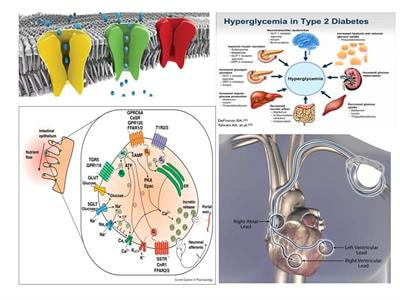 Cover image for research topic "Diabetes and Heart Failure: Pathogenesis and Novel Therapeutic Approaches"