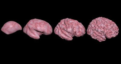 Cover image for research topic "Reorganization, Remodelling and Compensatory Brain Changes in Psychiatric Disorders"