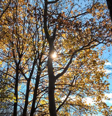 Cover image for research topic "The Role of Light in Abiotic Stress Acclimation"