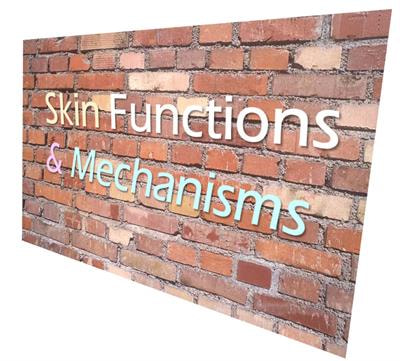 Cover image for research topic "Skin Functions and Mechanisms"